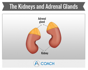 adrenal glands