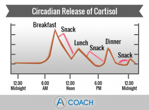 circadian release cortisol
