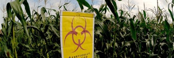 Dangers of GMO Foods